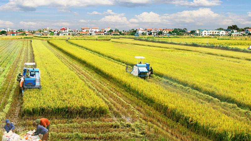 Anh huong cua el nino la hien tuong gi den nong nghiep viet nam