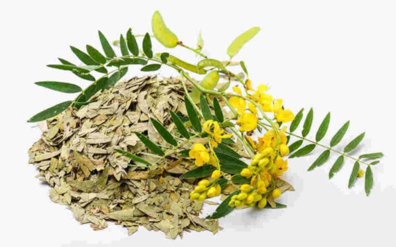 Minh họa các tác dụng phụ phổ biến khi dùng lá phan tả diệp như đau bụng và tiêu chảy