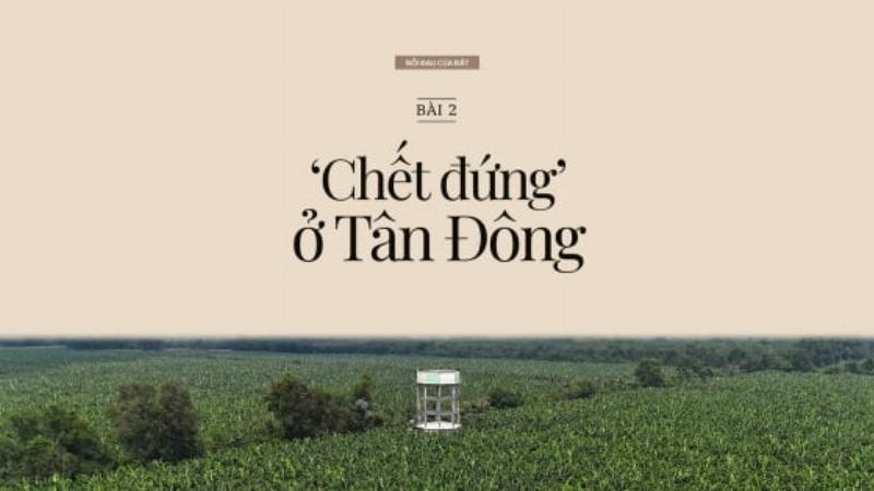 Hình ảnh minh họa công nhân đang thu hoạch buồng chuối xanh (chưa chín hoàn toàn) tại vườn chuối, chuẩn bị vận chuyển về nhà máy chế biến, cho thấy quy trình thu hoạch cẩn thận khi trồng cây chuối