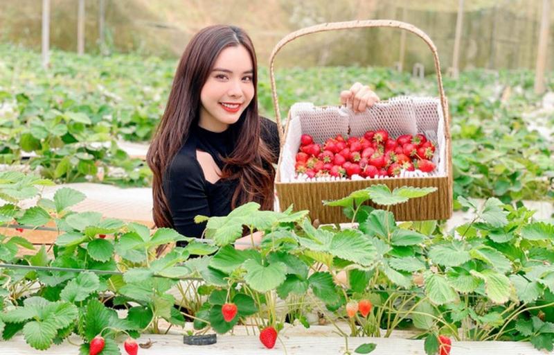Thu hoạch những trái dâu tây chín mọng từ vườn nhà theo cách trồng dâu tây