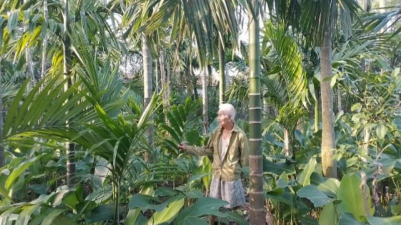 Thu hoạch quả cau non theo đúng kỹ thuật trồng cau lấy quả để đạt chất lượng tốt nhất cho thị trường