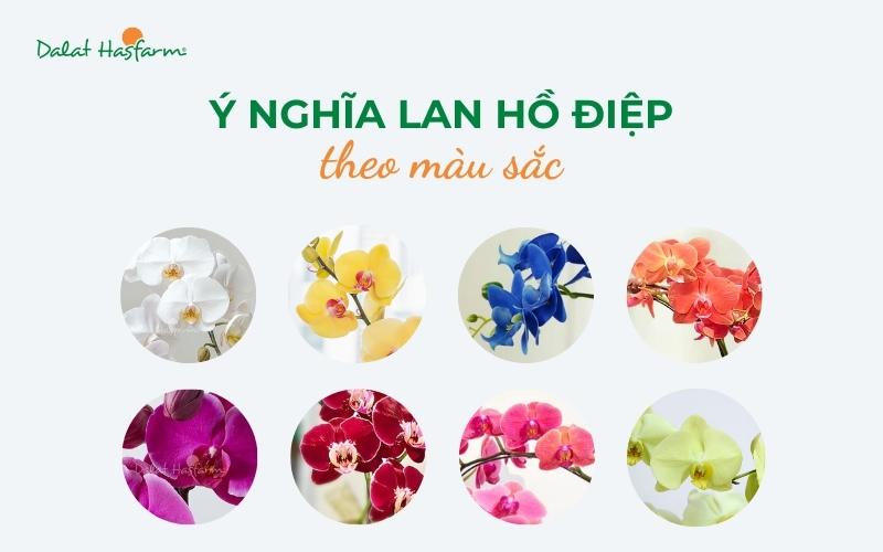 Hình ảnh cận cảnh vẻ đẹp sang trọng của cây hoa lan hồ điệp màu tím, biểu tượng của sự giàu sang.