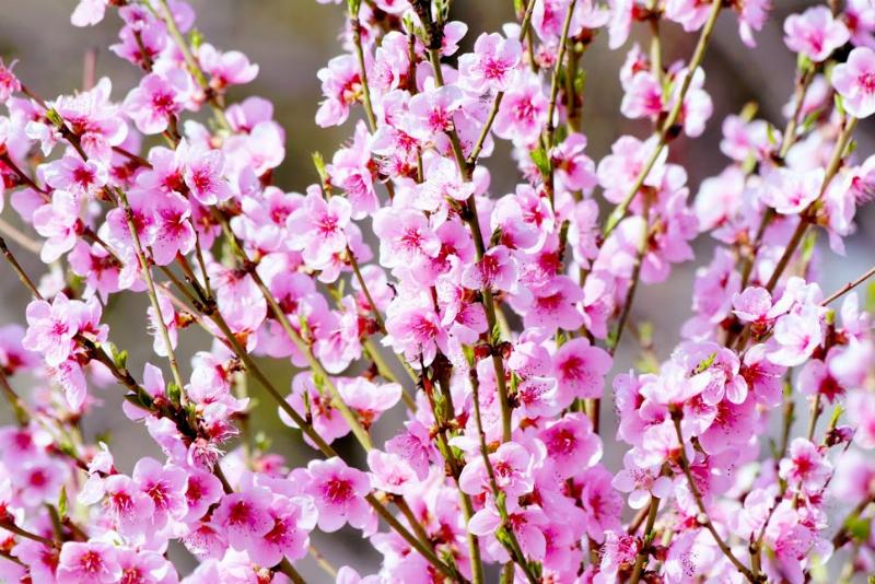 Ngắm nhìn vẻ đẹp vàng rực và sức sống mãnh liệt của cây mai hoàng yến, biểu tượng của sự tươi vui và may mắn.