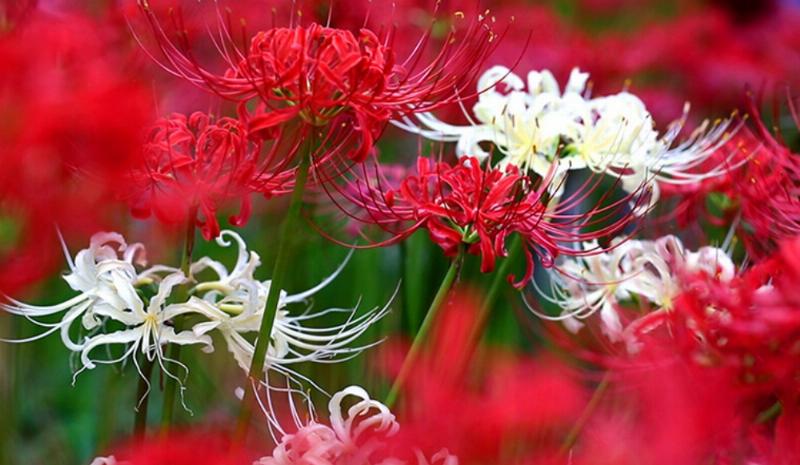 Hoa bỉ ngạn đỏ rực rỡ nở thành thảm ven đường, gợi lên vẻ đẹp ma mị và bí ẩn trong văn hóa Á Đông